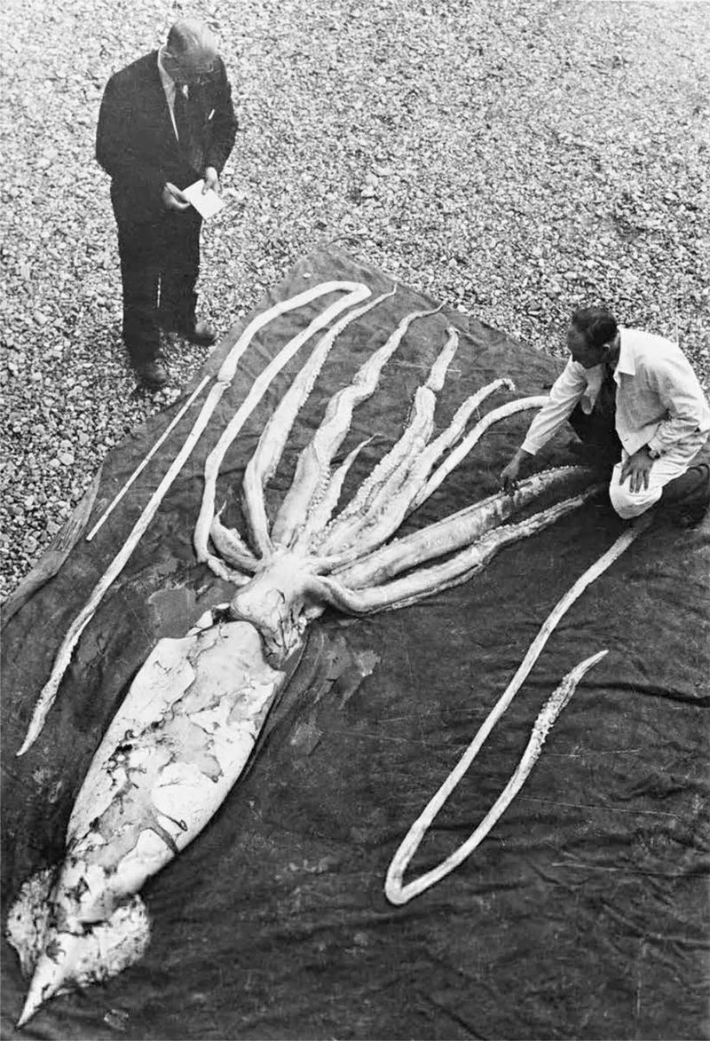 西方克拉肯雷电·神秘与科学的交织