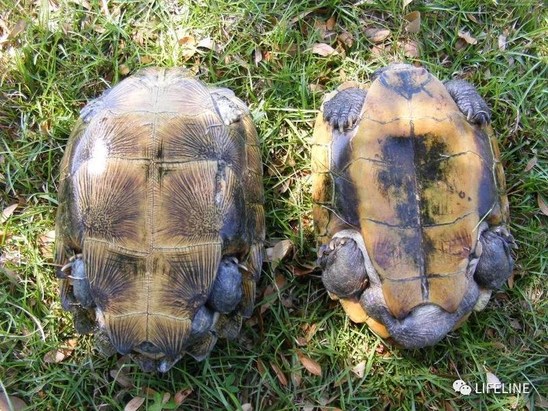 丰收年景下，大西洋巨龟的生态奇观！