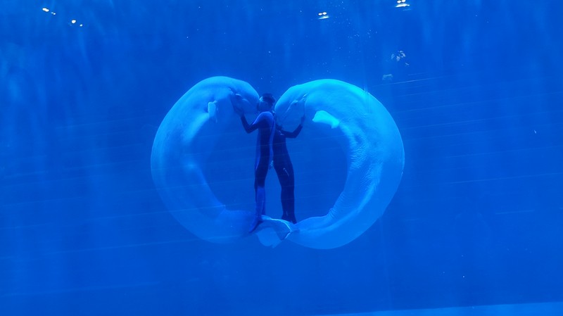 极地冰穹里的木偶暴走记！