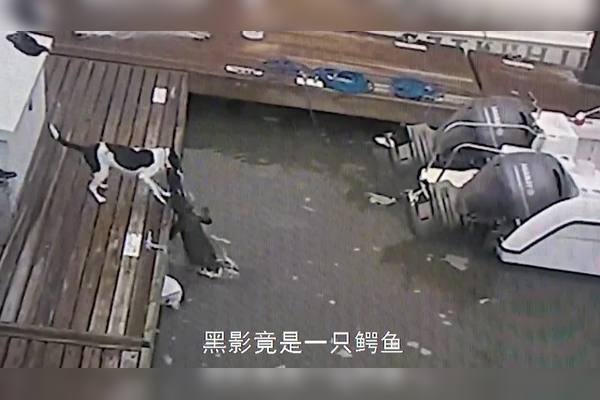 揭秘丨太平洋的神秘生物——隐身地狱犬