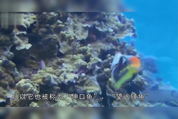 深海荒芜中的吸血鬼丨生命的残酷与奇迹