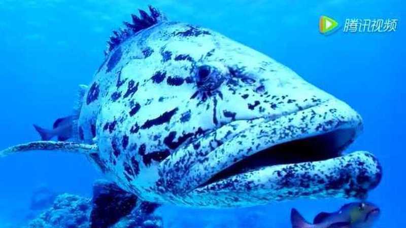 海底深处的奇幻之旅｜大堡礁目击外星种族