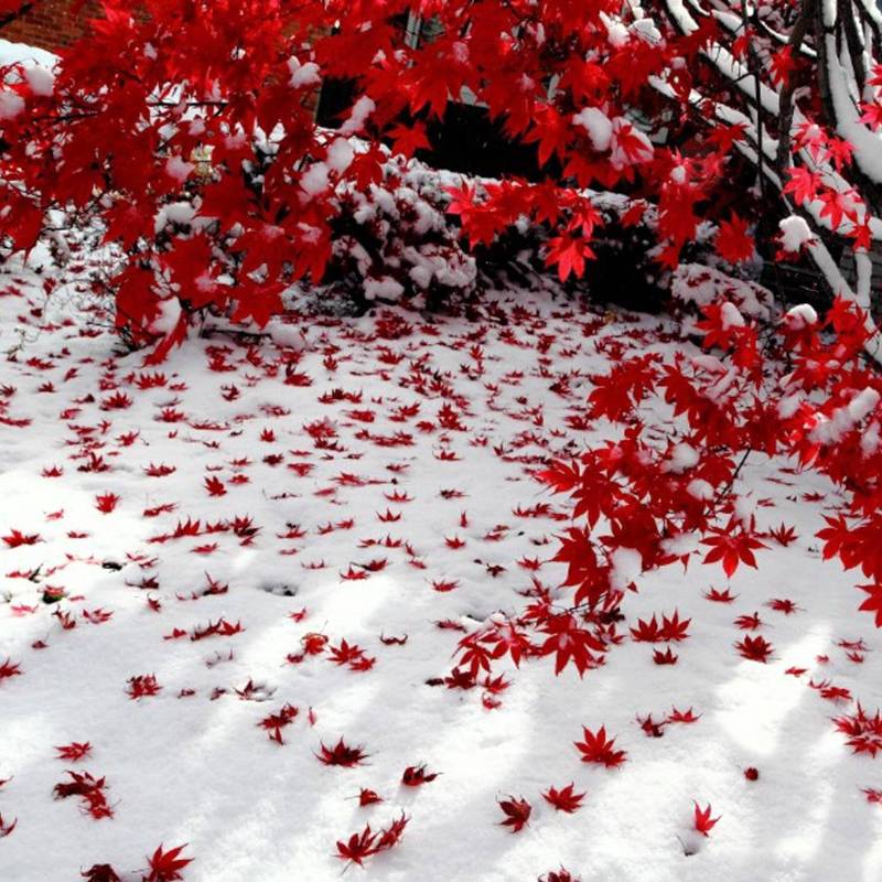 复活节岛黑色羽毛—瞬间穿越，古老文明的秘密