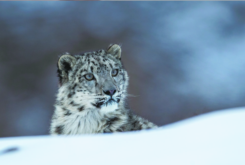 雪山之魂—守护者的传说与现实