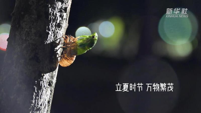 蝉鸣与希望—小镇的秘密与重生