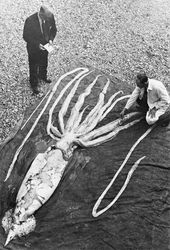 西方克拉肯雷电·神秘与科学的交织