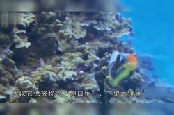 深海荒芜中的吸血鬼丨生命的残酷与奇迹