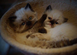 喜马拉雅占卜猫妖—揭秘神秘占卜背后的故事