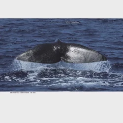 海底的秘密丨磁性石与海怪的奇妙联结