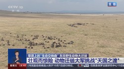 当动物迁徙遇上透明立方—一场荒诞又震撼的视觉盛宴