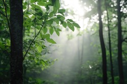 迷雾森林的秘密？