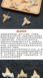 我在玛雅遗址捡到一串牙齿，后来才明白它藏着什么秘密？