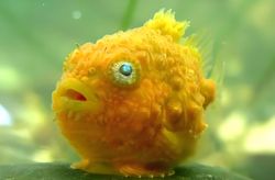 雨鱼刻痕圆盘：那些被时光雕刻的温柔