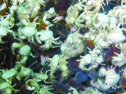 海底深处的奇幻旅程—冷泉与木偶的重复走廊