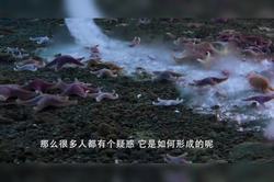 海底冷泉中的神秘“头骨”—卫星断链背后的深海之谜