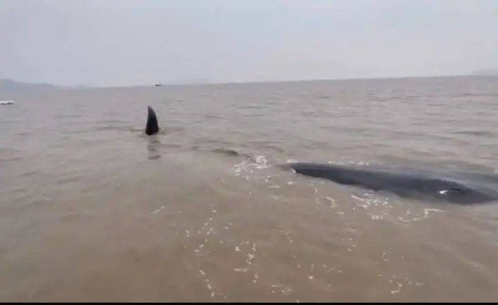 那个在深渊平原搁浅的大家伙，最后也没能游回海里…