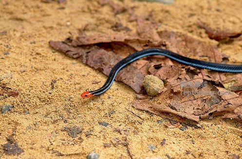 亚特兰蒂斯蛇形纹蓝光：传说与现实的交织