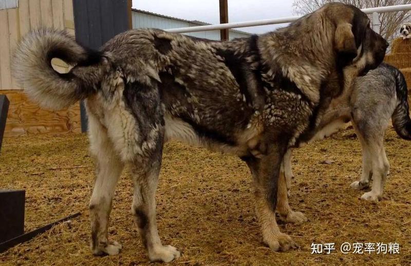 被那只昆仑地狱犬吓破胆？聊聊“吞噬”背后的那点真实感受…