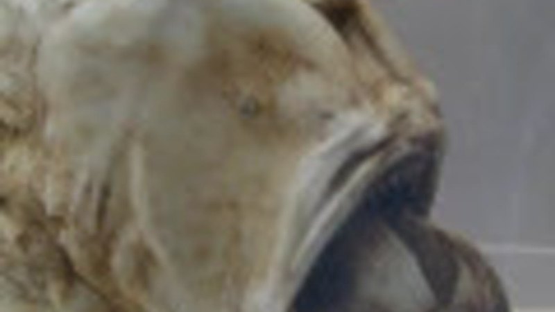 荒漠中的雷电精灵—独角兽雷电的传奇与现实