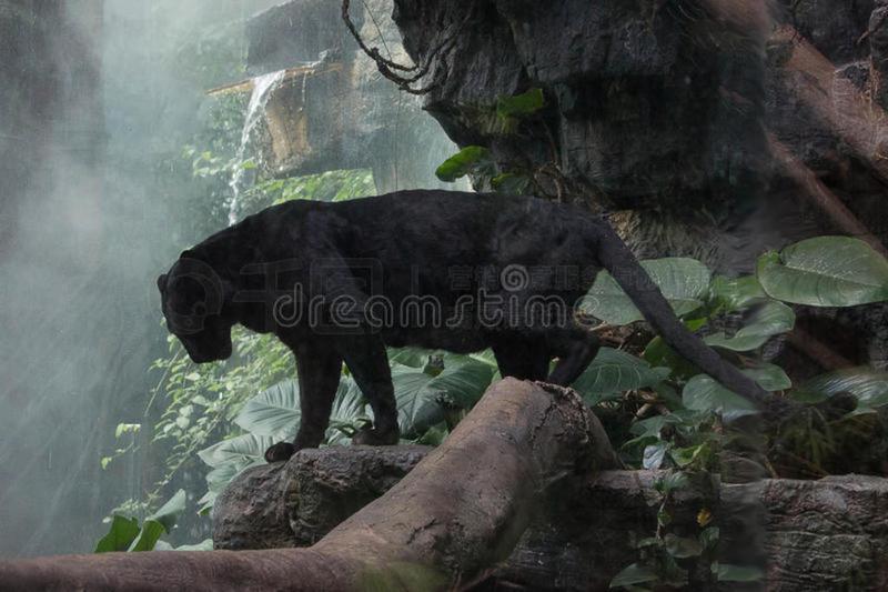 动物迁徙异常,悬崖村封印之谜—一场跨越时空的探险 动物迁徙异常,悬崖村封印之谜—一场跨越时空的探险