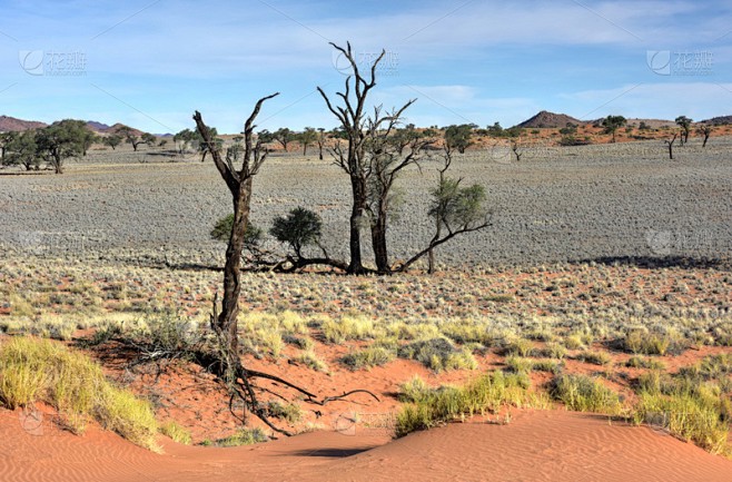 沙漠中的秘密—纳米比亚土壤样本的奇迹