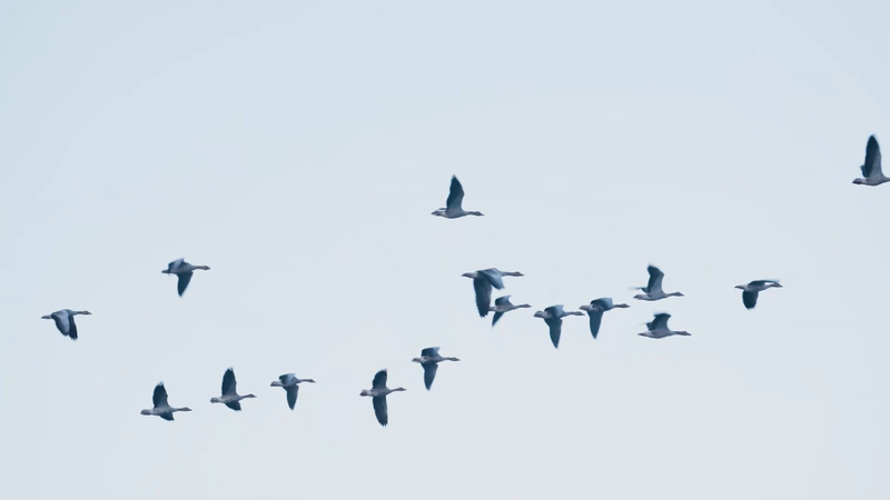 雪山天坑惊现黑色羽毛,动物迁徙异常现象引关注! 雪山天坑惊现黑色羽毛,动物迁徙异常现象引关注!