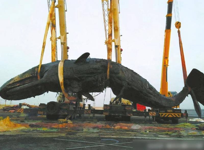 震撼！鲸鱼搁浅后露出的巨型鳞片，大自然真是神级艺术家…