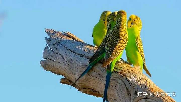 密封胶囊中的鸟群智慧｜盘旋中的药物奇迹