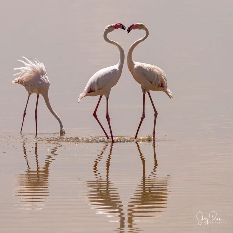 非洲火蜥烈焰｜自然的奇迹与文化的象征