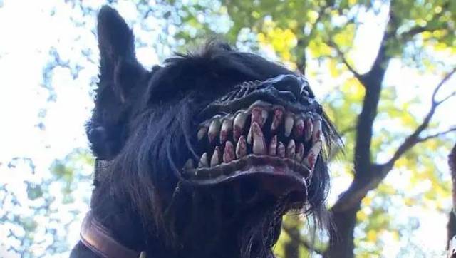 凌晨三点的狼嚎与沙发上的小偷—聊聊我和“撒哈拉地狱犬”的领地争夺战