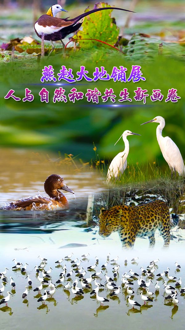 沼泽深处的隐秘居民—日行白龙探秘