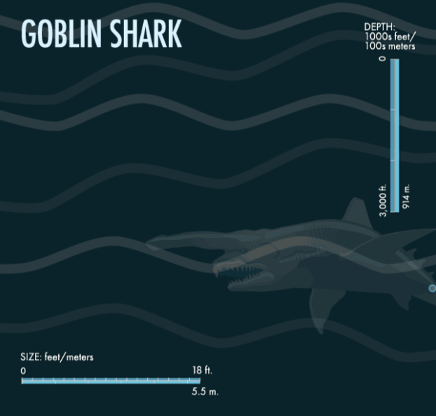 在海沟深处，我见过一个用骨头做的楼梯？