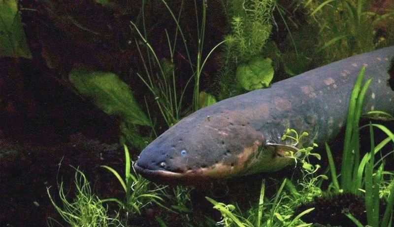 探索电鳗兽的梦境｜电流与幻想的交织