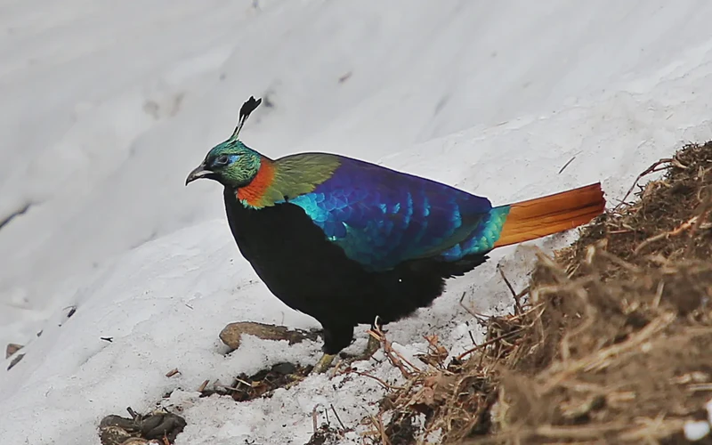 那些消失在石板下的秘密—地下河道动物迁徙异常之谜