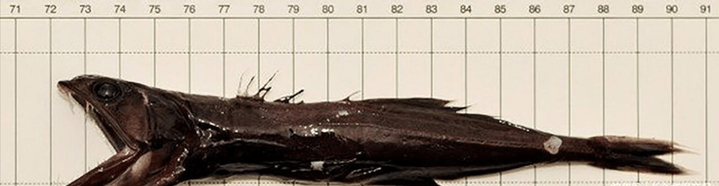 黑森林牙齿串雨鱼丨一场奇幻的味蕾冒险