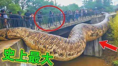 地底深海蛇妖丨黑暗深处的神秘诱惑