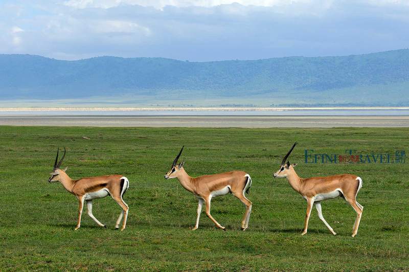 冰封下的危机·格陵兰未知孢子与动物暴走的警钟 冰封下的危机·格陵兰未知孢子与动物暴走的警钟