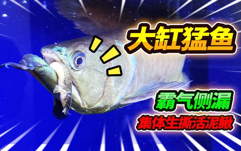 深海的失落：银龙的神秘消失