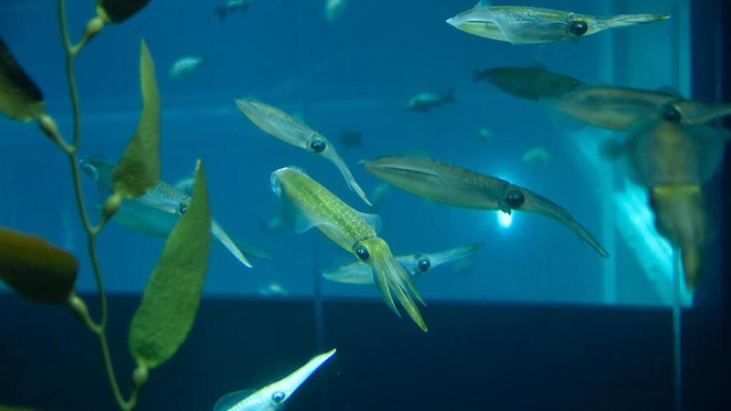 乌拉尔惊现神秘生物，高维生物真的存在吗？