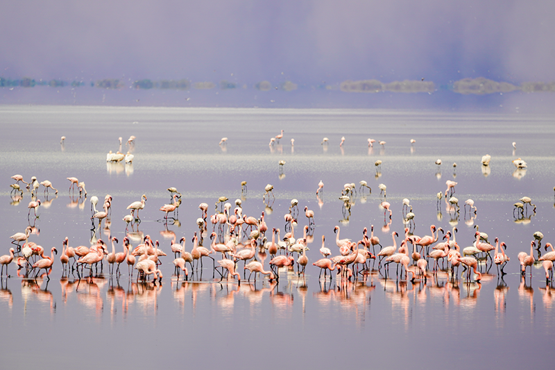 鸟不飞，鱼不游，大地在发疯？