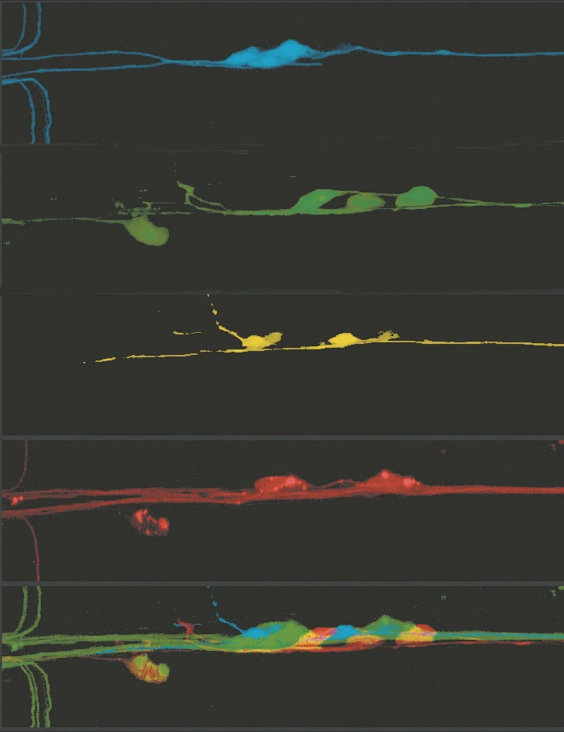 斐济的手术刀丨当“白大褂”变成“屠夫”，谁在收割患者的信任？