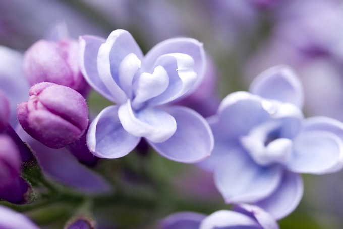 丁香花下，情愫悄然绽放