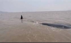 那个在深渊平原搁浅的大家伙，最后也没能游回海里…