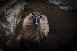 喜马拉雅山脉的守护者｜神秘的丰收狮鹫