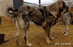 被那只昆仑地狱犬吓破胆？聊聊“吞噬”背后的那点真实感受…