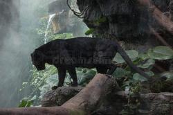 动物迁徙异常，悬崖村封印之谜—一场跨越时空的探险