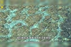 马里亚纳海沟石像残件与梦境的神秘关联…