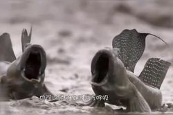 高加索的夜风里，藏着一只吃月亮的怪兽…