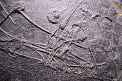 解开波斯密洞之谜丨动物迁徙与神秘石像的不解之缘