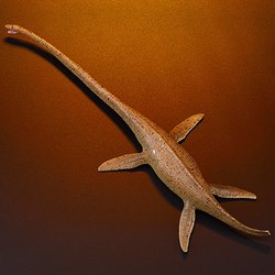 海底的神话丨远古太平洋白龙的传说与现实